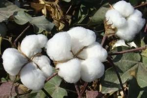 國家新一輪棉花目標(biāo)價(jià)格政策再落新疆！